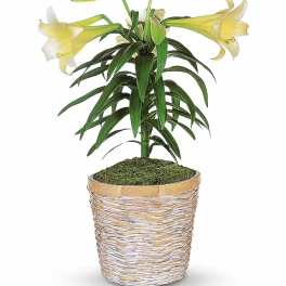 Easter Lily Plant