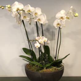 White orchids arranged in a dark bowl planter
