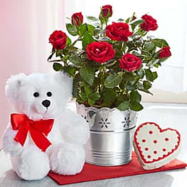 Potted red rose plant in a metal bucket with white teddy bear and heart-shaped cookie.