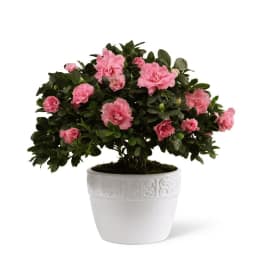 Potted plant with bright pink blooms and dark foliage in a white ceramic container