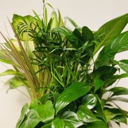 Lush green potted houseplant with mixed foliage in a white container