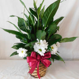 Spathiphyllum Plant by BloomNation™