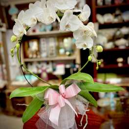 White orchid arrangement with a pink ribbon in a white pot