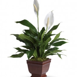 Lovely One Spathiphyllum Plant