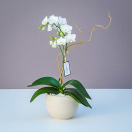 White orchid plant in a cream pot with twisting branches