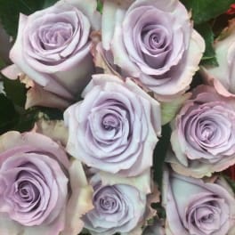 One Dozen Lavender Roses