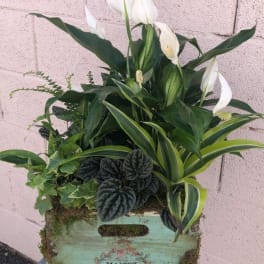 White calla lilies and mixed green plants in a rustic wooden crate