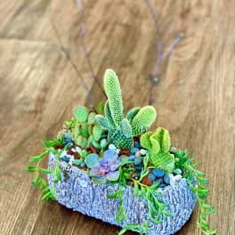 Small succulent arrangement in a bark-textured planter with colorful pebbles