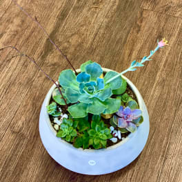 Small succulent arrangement in a white bowl planter