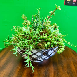 Succulent arrangement in a patterned bowl on a wooden table