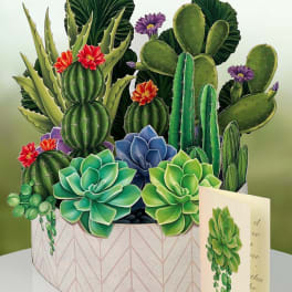 Succulent arrangement in a patterned round box with a greeting card