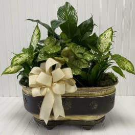 Mixed green houseplants in a decorative planter with a cream ribbon bow