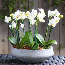 White orchids in a low gray bowl planter