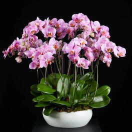 Pink orchids arranged in a white bowl planter