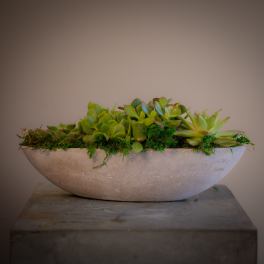 Petite Succulent Boat