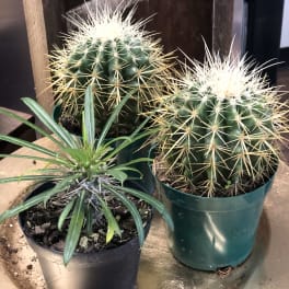 Three potted cacti and a small spiky succulent on a tray