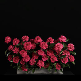 Bright pink roses arranged in a low rectangular container