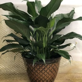 Potted peace lily plant with white blooms in a decorative brown planter