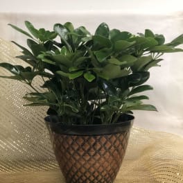 Potted green houseplant in a patterned brown container