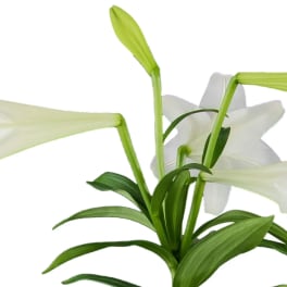 Stem of white trumpet lilies with green buds and foliage on a white background
