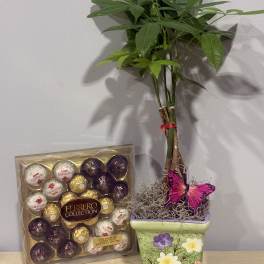 Spring Money Tree & Chocolates