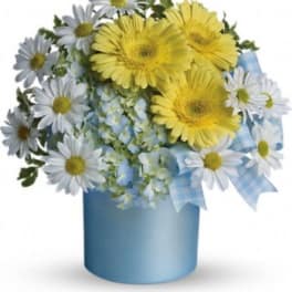 Yellow and white daisy bouquet in a blue vase with a plaid ribbon