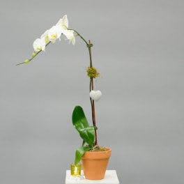 White orchid plant in a terracotta pot with a small heart ornament