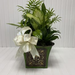 Green potted plant arrangement with a cream ribbon bow