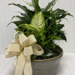 Potted green houseplant in a ceramic bowl with a cream ribbon bow