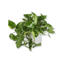 Pothos Plant