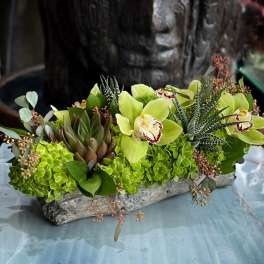 Green orchid and succulent arrangement in a rustic rectangular container