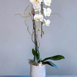 White orchid arrangement in a white pedestal vase