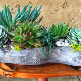 Succulent arrangement in a rustic driftwood planter with white pebbles