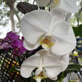 White and purple orchids in a close-up floral arrangement
