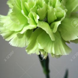 Close-up of a light green carnation bloom on a stem