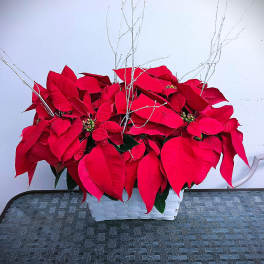 Red poinsettias arranged in a white basket