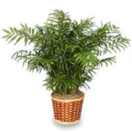 Potted green palm plant in a woven basket planter