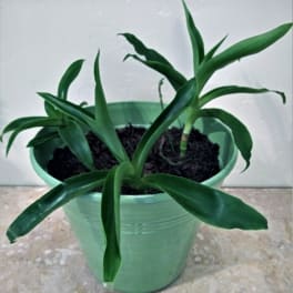 Potted green plant with long narrow leaves in a light green container