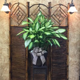 Potted green houseplant with a decorative bow on a stand