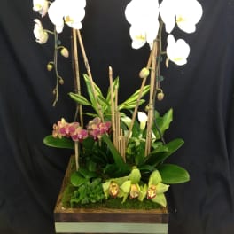 Tall orchid arrangement in a wooden box with white and green blooms