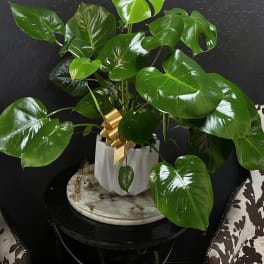 Potted monstera plant with glossy split leaves and a gold ribbon