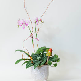 Pink orchids in a white ceramic pot with curly branches
