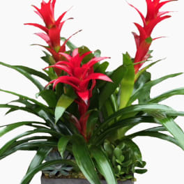 Red bromeliad plants with succulents in a rectangular black planter