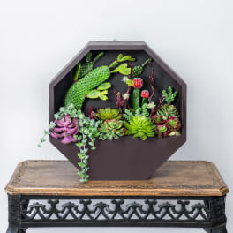 Succulent arrangement in a dark octagonal wall planter