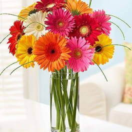 Colorful gerbera daisies in a clear glass vase