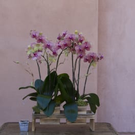 Pink orchid arrangement in a wooden stand with a small candle holder nearby