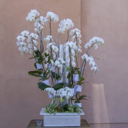 Tall white orchid arrangement in a decorative silver vase