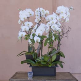 White orchids arranged in a black rectangular planter