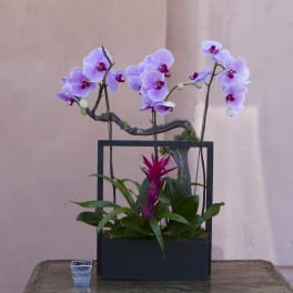Orchid arrangement in a black rectangular planter with a magenta bromeliad