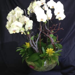 White orchid arrangement in a low bowl with green foliage and decorative branches